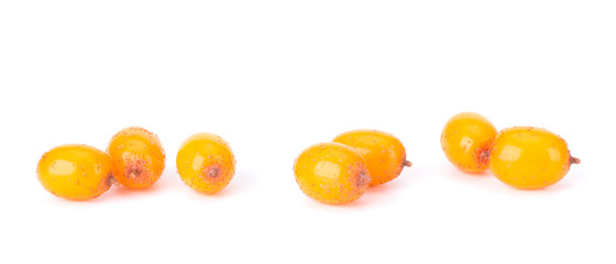 Sea-Buckhorn Isolated On White Background Close-Up