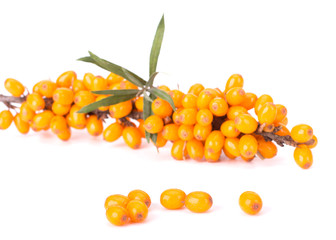 Sea-Buckhorn Isolated On White Background Close-Up