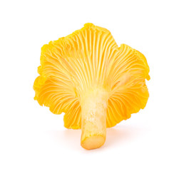 Yellow Chanterelle Isolated on White Background Close-Up