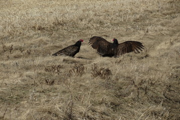 Turkey Vultures