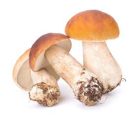 Big Boletus Edulis Mushroom isolated on white background close up