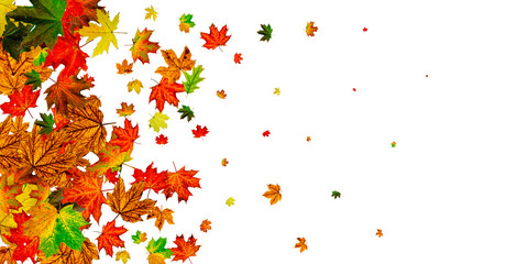 Autumn leaves border. October thanksgiving pattern isolated on white background. Falling leaves concept