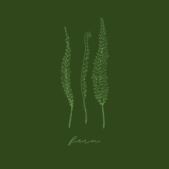 Vector illustration of hand drawn graceful fern leaves. Ink drawing, beautiful floral design elements. Line illustration on dark green background