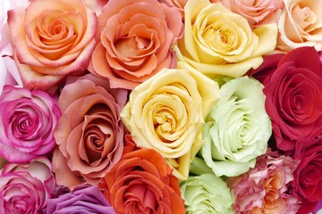Rainbow of Roses