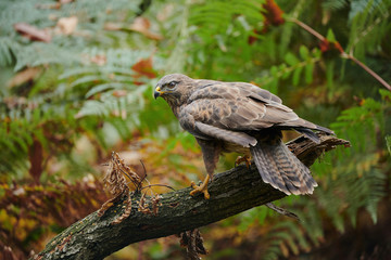 Beautiful buzzard (Buteo buteo)