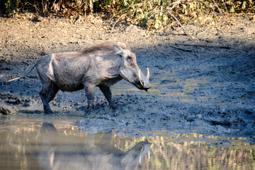 Warthog in Mana Pools National Park, Zimbabwe