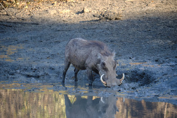 Warthog in Mana Pools National Park, Zimbabwe
