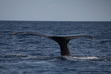 Fototapeta premium ザトウクジラの尻尾 潜水前の行動 3月の沖縄で撮影 The tale of a Humpback Whale diving, Okinawa, Japan