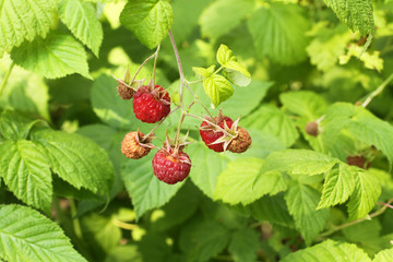 Ripe raspberries on a cane against green leaves