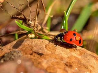 Coccinella septempunctata, the seven-spot ladybird in a garden