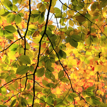 Beech leaves in Autumn