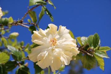 Close up of yellow blooming Hibiscus in Australia © ClaraNila