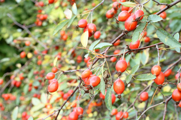 Ripe rose hips on the bushes in early autumn