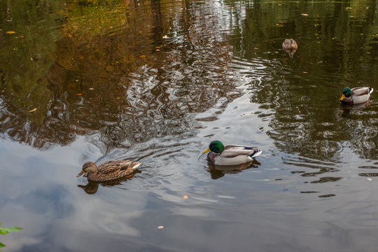 three ducks in pond