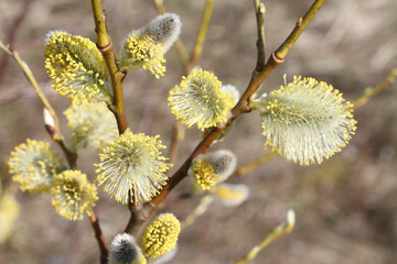 Blossoming buds on pussy willow against dry grass background