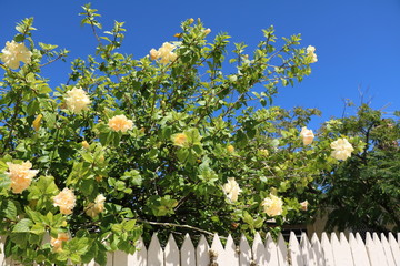 Garden hedge of yellow blooming Hibiscus in Australia © ClaraNila