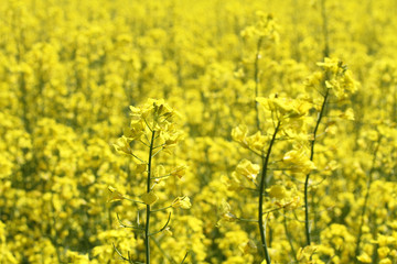 Rapeseed flower against rapeseed field at the springtime