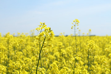 Rapeseed field with bright blue sky at the springtime