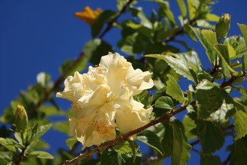 Yellow blooming Hibiscus in Australia © ClaraNila
