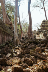 Fototapeta premium Trees grow through stones in Angkor Wat Temple in Cambodia