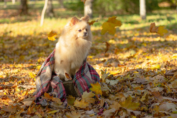 Red Pomeranian German Spitz sits on a stump in autumn foliage with a checkered scarf. clover flying leaves, autumn card with copy space.
