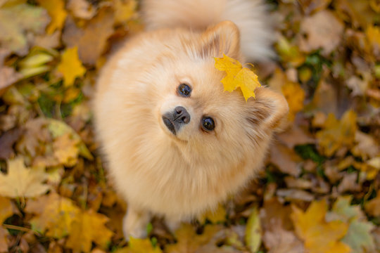 Red Pomeranian German Spitz sits in autumn foliage with a small maple leaf in full view, looking at the camera. Top view, autumn card