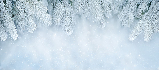 Winter background with snowy fir tree branches