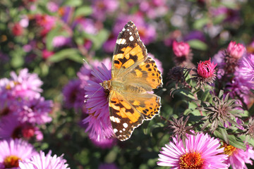 Butterfly Fagus (Tagetes) on perennial Aster flower on a sunny day