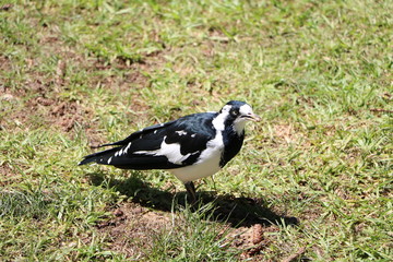 Grallina cyanoleuca in Australia © ClaraNila