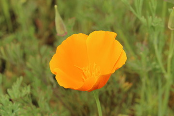 Fototapeta premium Orange 