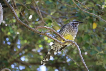 Red-rotted honeyeater Anthochaera carunculata in Fremantle, Western Australia