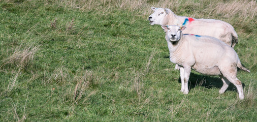 Fototapeta premium Two adult female sheep on a green grass - Scotland