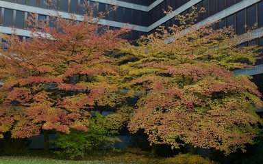 Naklejka premium autumn colored trees in front of modern building