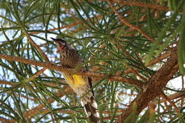 Red-rotted honeyeater Anthochaera carunculata in Fremantle, Western Australia
