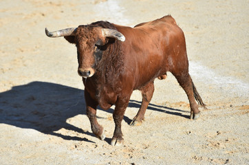 toro bravo español