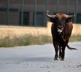 toro bravo español