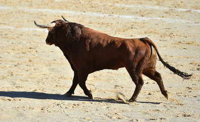 toro bravo español