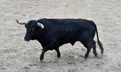 spanish bull in bullring with big horns