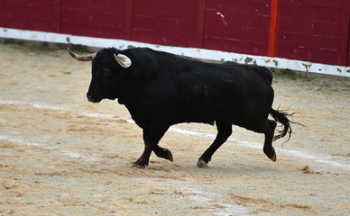 toro bravo español en plaza de toros