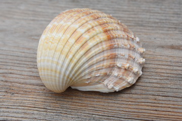 Fototapeta na wymiar Sea shell close up