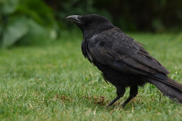 Fototapeta premium close shot of black crow on green grass 