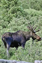 Moose in Forest