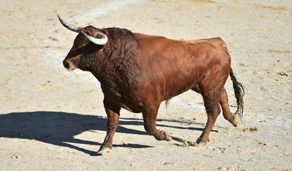 toro bravo español en plaza de toros