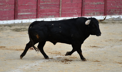 toro bravo español
