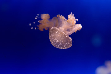 Colored jellyfish isolated on blue