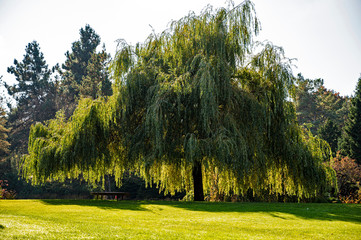Weeping willow tree in a city park on a sunny autumn day - obrazy, fototapety, plakaty