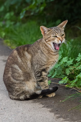 Fototapeta na wymiar Young gray cat yawns widely