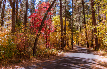 Fototapeta premium Forest Road In Sedona AZ During Fall Season