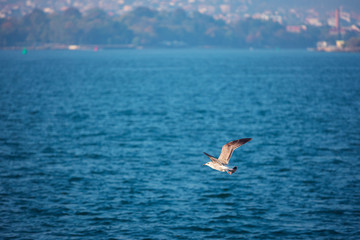 Flying seagull over the blue sea