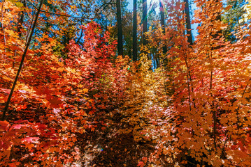 Brilliant Fall Foliage In Sedona Arizona 2019